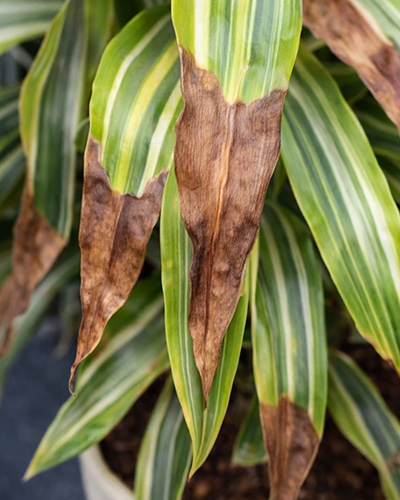 Feuilles de dracaena aux pointes brunies, signe de maladie ou de stress d’entretien.